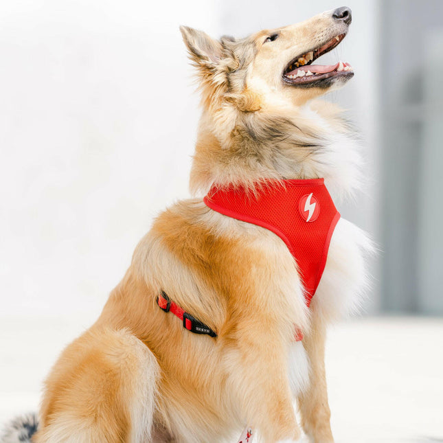 Dashi Tribes Neo Mesh Harness - slip-on, reversible dog harness made of neoprene, featuring a design with warrior creatures.