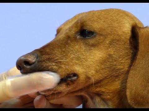 Artero Finger Toothbrush 2pcs - toothbrush for cleaning teeth for dogs and cats, finger cover.