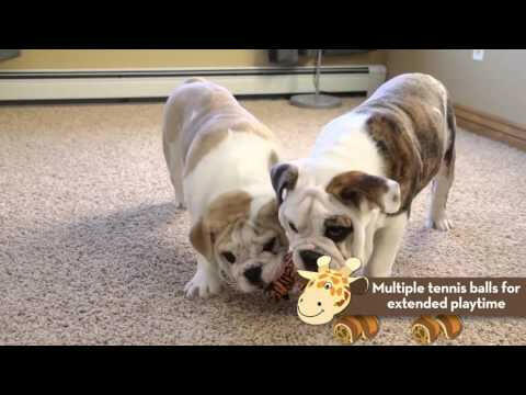 KONG TenniShoes Giraffe - plush toy for dogs with balls, giraffe with squeakers.