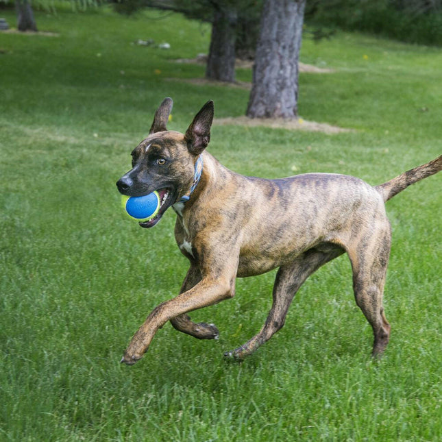 KONG Ultra SqueakAir Ball L (8cm) 2pcs - reinforced tennis ball for dogs, fetch toy with squeaker.