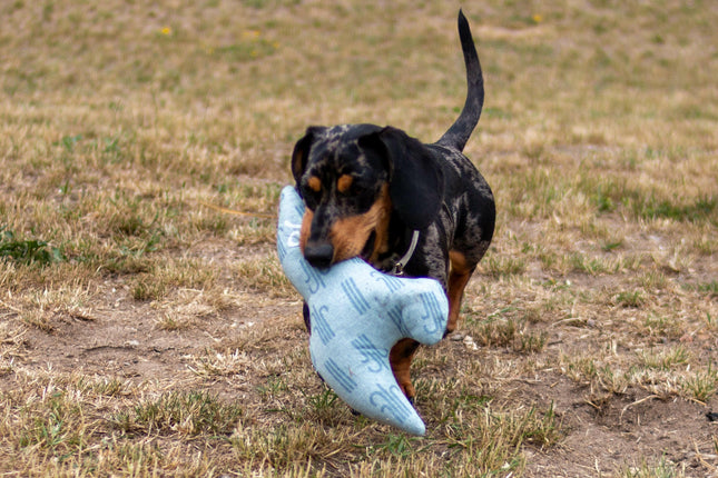 Kiwi Walker 4 Elements Eco Bird - eco-friendly dog toy, minimalist bird.