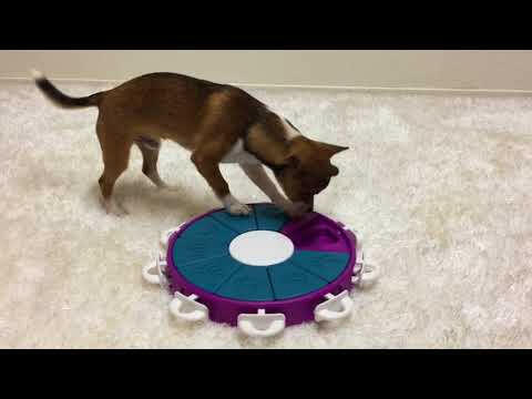 Nina Ottosson Dog Twister Level - logic game, puzzle for dogs, level.
