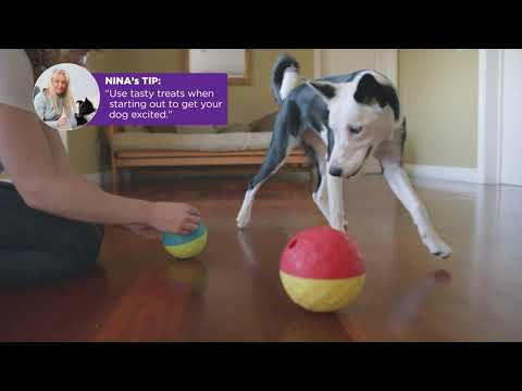 Nina Ottosson Treat Tumble Level (14.6cm) - logical toy for dogs, treat ball, level.