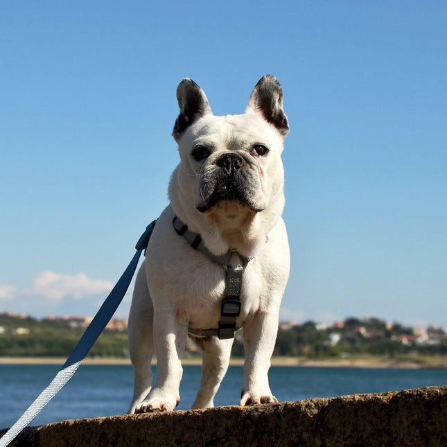 Dashi Solid Back Harness Grey - adjustable guard harness for dogs.