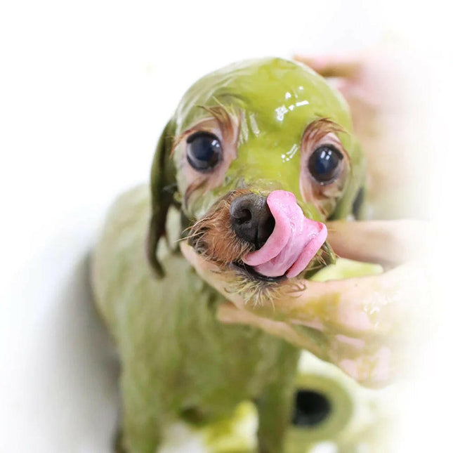 Animal Ayurveda Moisture Health Herb Starter Pack - natural mask for dogs and cats, moisturizes and supports skin and coat health..