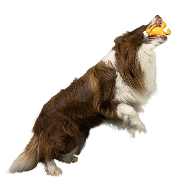 Kiwi Walker Character Nurse - squeaky toy for dogs, nurse.