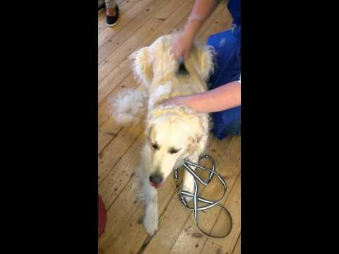 Danish Twin King 2-in-1 - Hooked Rake, Double Hook Trimmer.