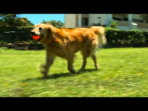 Chuckit! Tennis Ball L (7cm) - tennis balls for dogs, without squeaker, 2pcs.