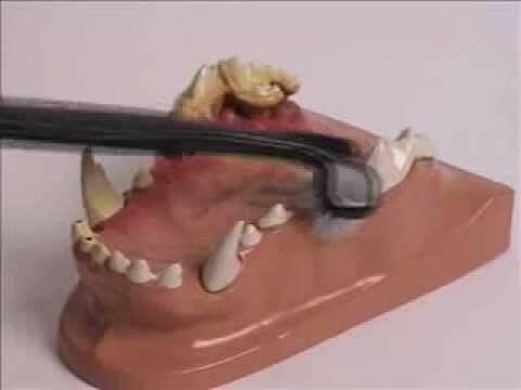 Petosan - toothbrush for small dogs.