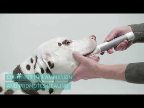 Cleany Teeth for Dogs Starter Pack - ultrasonic toothbrush for dogs, for removing tartar.