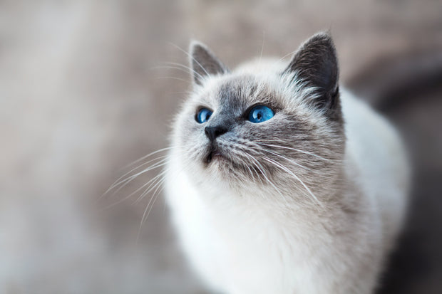 Banner image for: Для кошек