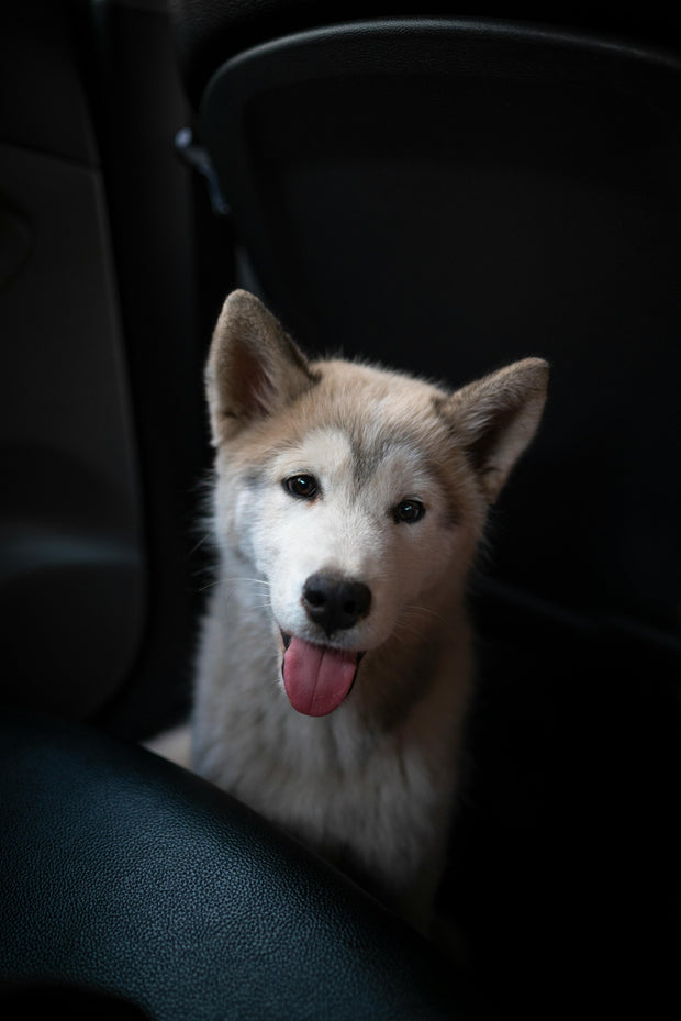 Banner image for: Путешествие