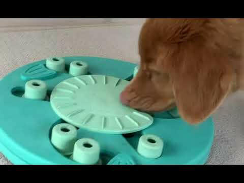 Nina Ottosson Dog Worker Green Level - educational game for dogs, level.