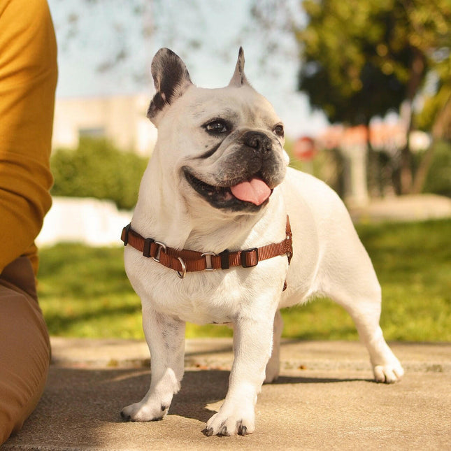 Dashi Solid Front Harness - Norwegian Harness for Dogs, No-Pull.