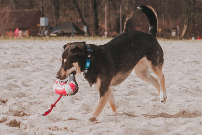 Max&Molly Frenzy The Shark - dog toy, multifunctional shark with a squeaker.