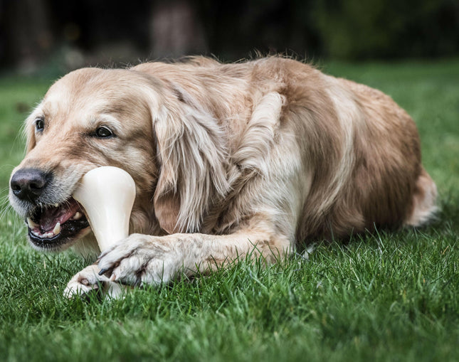 Nylabone Extreme Chicken - tough and strong chew toy for large dogs, flavored with chicken.