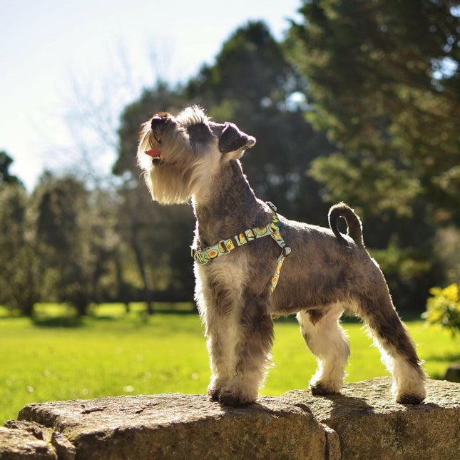 Dashi Avocado Front Harness - Norwegian harness for dogs, no-pull, avocado pattern.