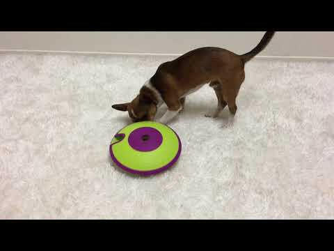 Nina Ottosson Dog Treat Maze Level - dog puzzle game, level.