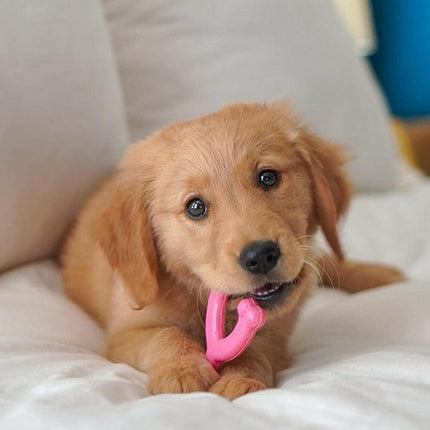 Nylabone Puppy Chicken Wishbone - chew toy for puppies, with a chicken scent.
