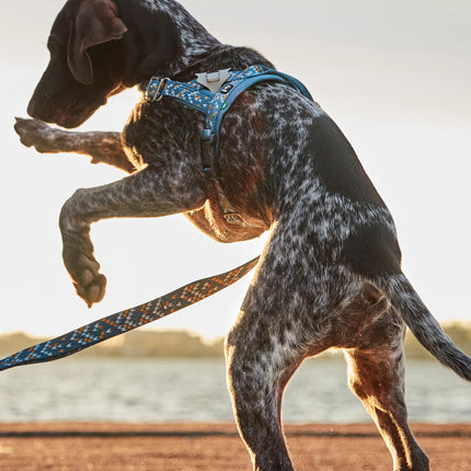 Hurtta Razzle - Dazzle Reflective Figures - reflective set for collars, leashes, and harnesses