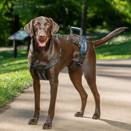 PetSafe CareLift Support Harness - rehabilitation harness for dogs, carrier for large dogs