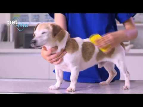 Pet+Me Soft Silicone Brush - silicone brush for small dogs with little or no undercoat, short-haired cats, and rabbits.